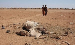 Somaliland: Abaar iyo biyo la’aan saameysay nolosh oo ka jirta Deegaanka Dacarta iyo dawladda oo dayacday