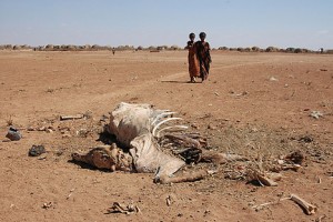 Somaliland: Abaar iyo biyo la’aan saameysay nolosh oo ka jirta Deegaanka Dacarta iyo dawladda oo dayacday