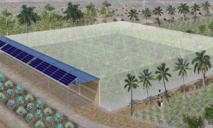Seawater greenhouses to bring cultivation to Somalia