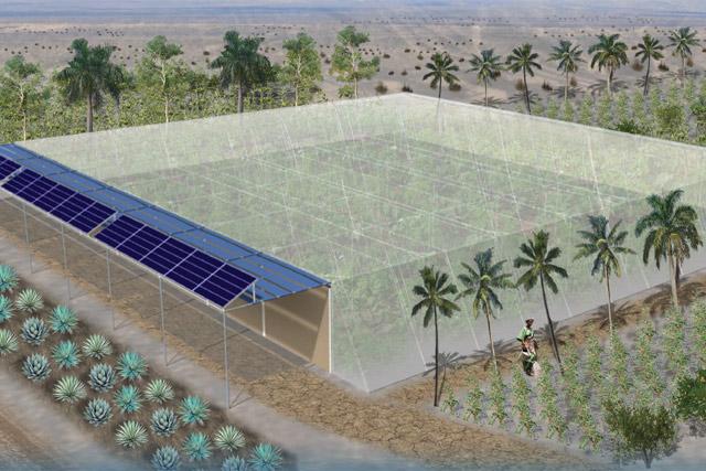 Seawater greenhouses to bring cultivation to Somalia