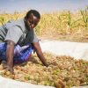 Somalia: Towards self-reliance with farming cooperatives