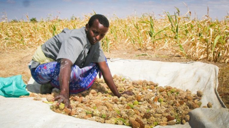 Somalia: Towards self-reliance with farming cooperatives
