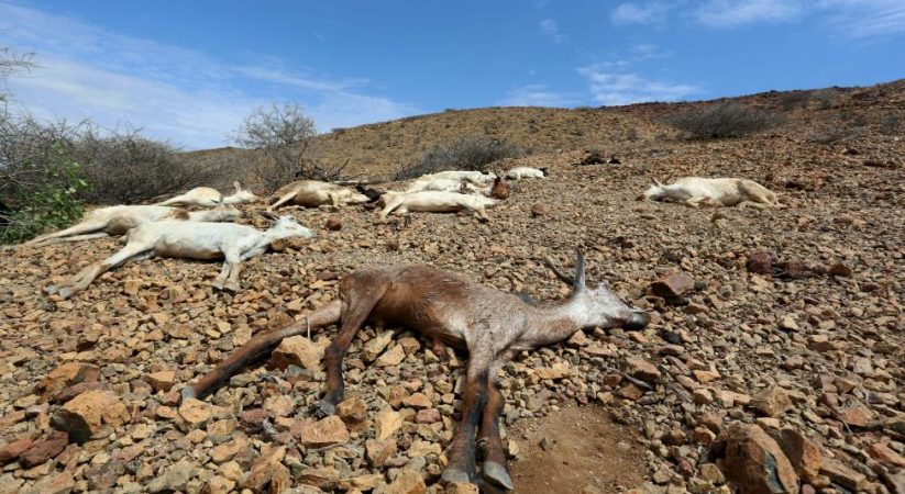Struggling for survival in drought-hit Somaliland