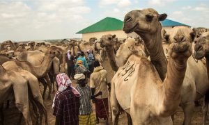 Somali camel traders pay the price of war in Syria