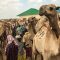 Somali camel traders pay the price of war in Syria