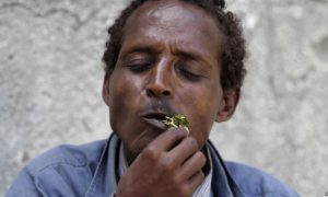 Somali Ban on Popular Narcotic Takes Effect