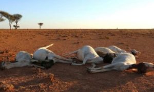Somalia’s Puntland Region Declares state of Emergency Over Drought.