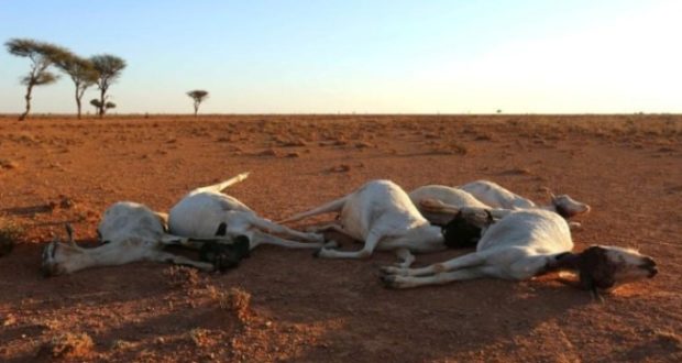 Somalia’s Puntland Region Declares state of Emergency Over Drought.