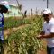 Turkish agencies bring modern agriculture to Somalia