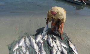 Cold chain in Somaliland makes fishing more lucrative