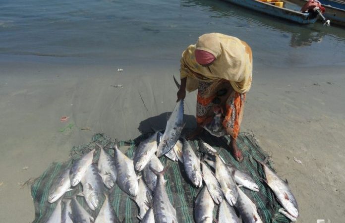 Cold chain in Somaliland makes fishing more lucrative