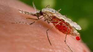 Malaariyada oo fara ba’an ku heysa dunida
