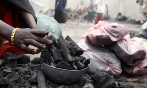 Inside Somalia’s vicious cycle of deforestation for charcoal