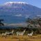 Mas’uuliyiinta dalka Tanzania oo  la daalaa-dhacaya daminta dab ka kacay buurta ugu dheer Afrika ee Kilimanjaro.