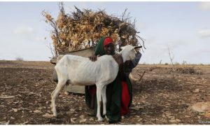 Drought killed 43,000 people in Somalia last year