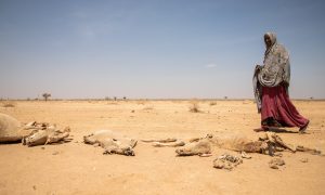 Eastern Africa drought: FAO welcomes a €25 million contribution from Germany to improve access to food and boost rural livelihoods in Ethiopia, Kenya, Somalia and the Sudan