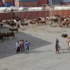 Somalia’s Livestock Exports to Egypt on the Rise Amid Sudanese Conflict and Food Supply Chain Disruption