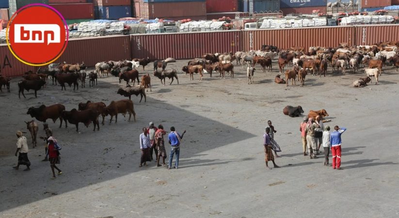 Somalia’s Livestock Exports to Egypt on the Rise Amid Sudanese Conflict and Food Supply Chain Disruption